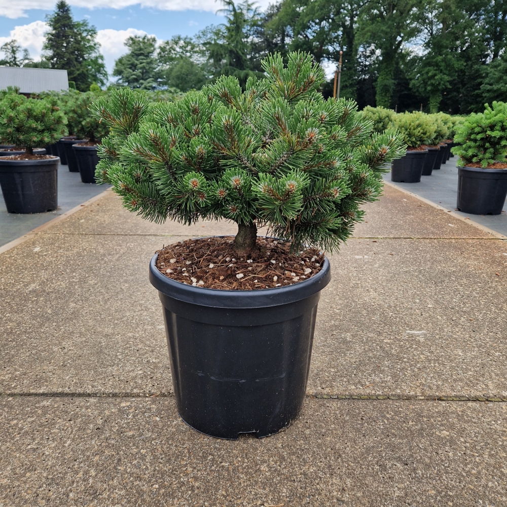 Picture of Pinus uncinata Heideperle C18 40/+