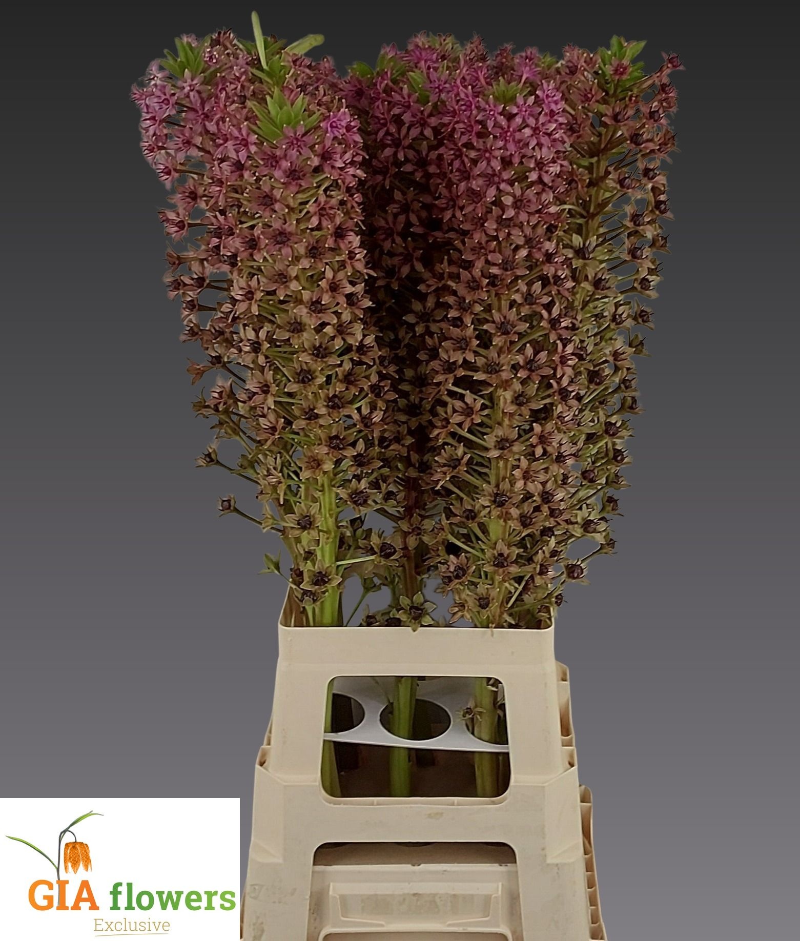 Eucomis Bicolor 80cm