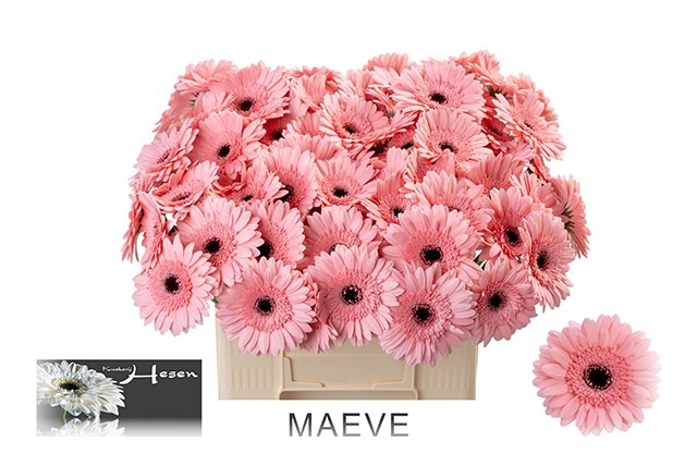 Germini Maeve 50cm 7Ø