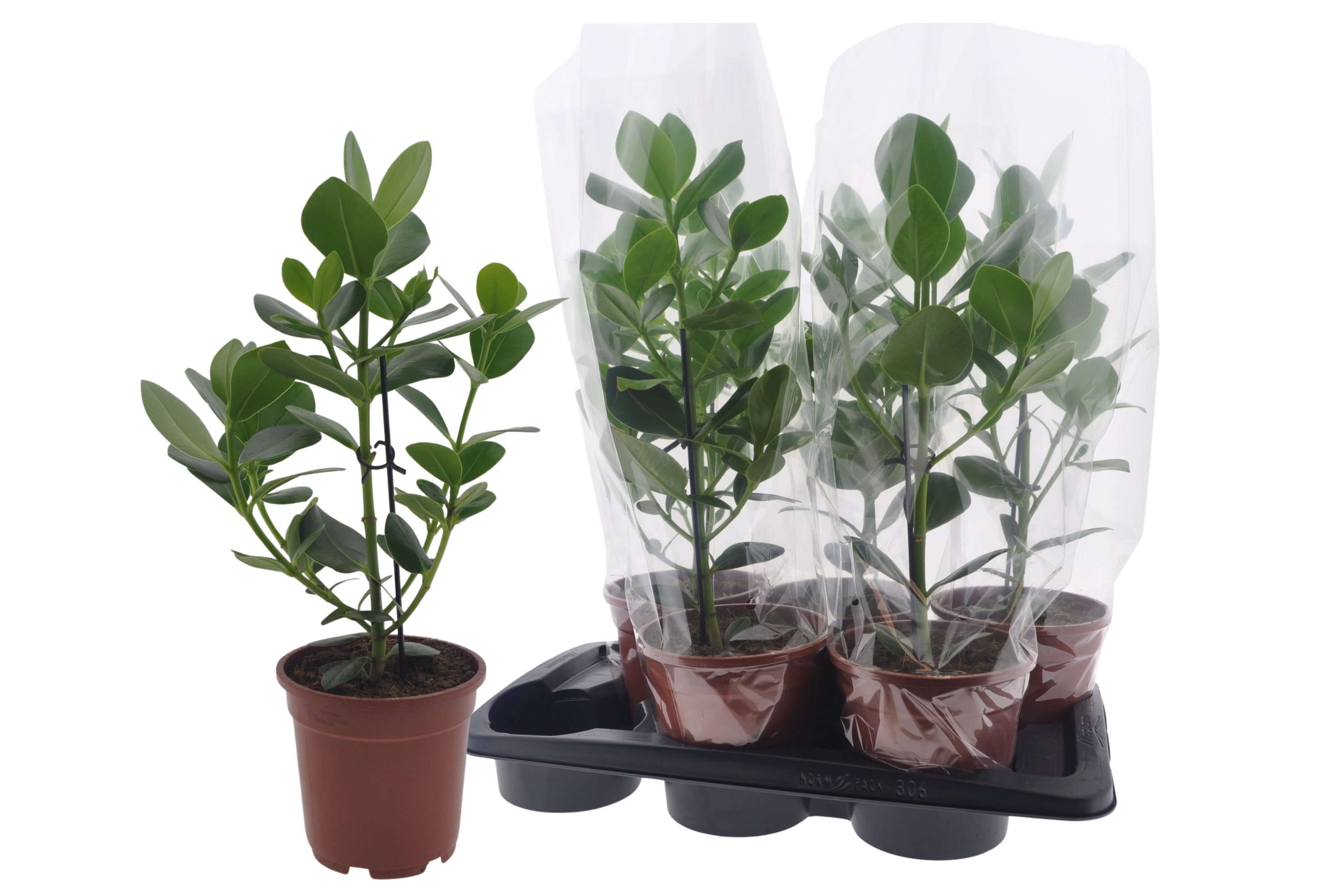 Clusia Ro Princess 17Ø 60cm