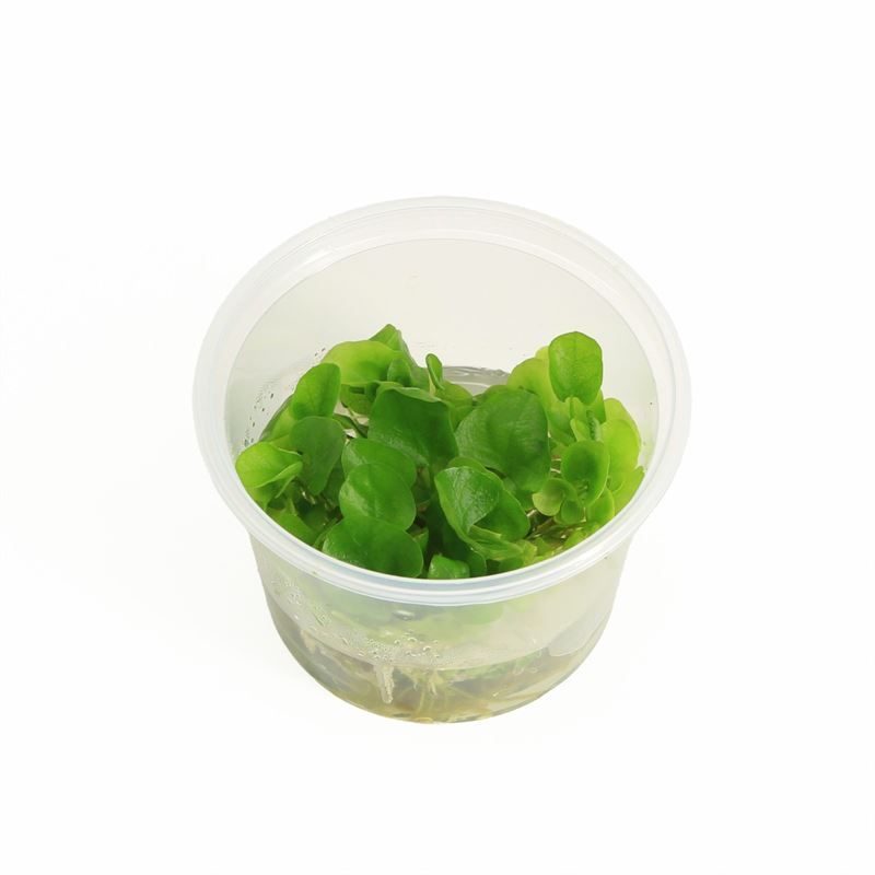 Nymphoides hydrophyllaTaiwan(100cc)