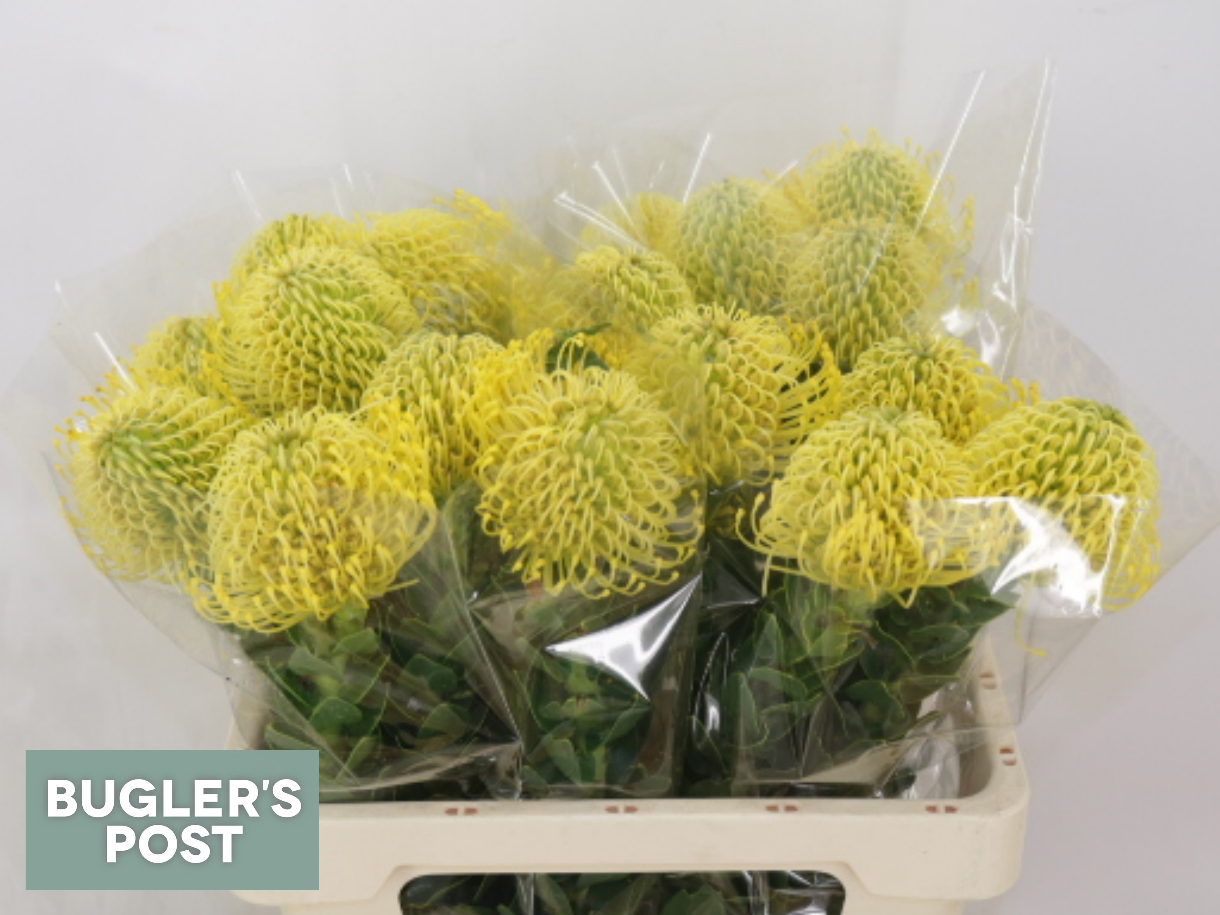 Leucospermum High Gold 60cm