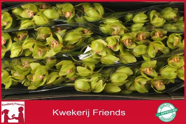 Cymbidium Melissa 12/15bl