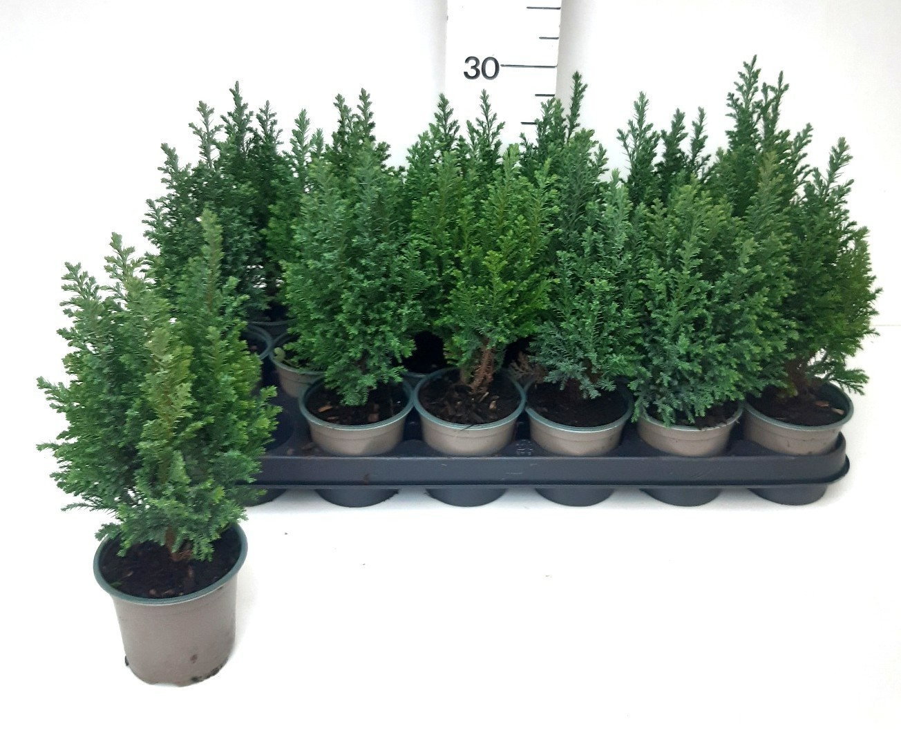 Chamaecyparis lawsoniana 'Ellwoodii'