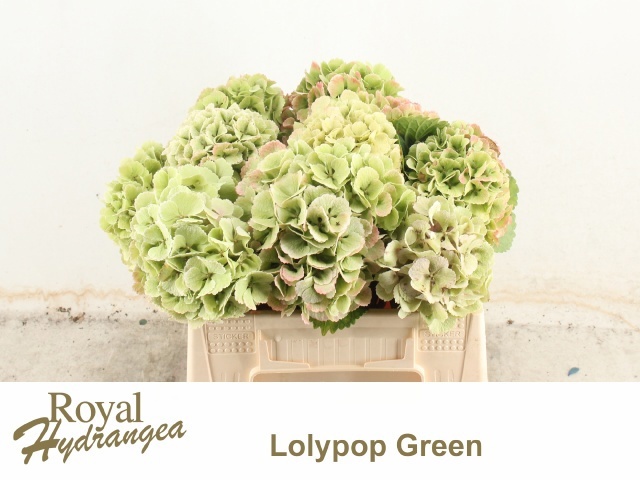 Hydrangea Lollypop Clas 40cm 12Ø