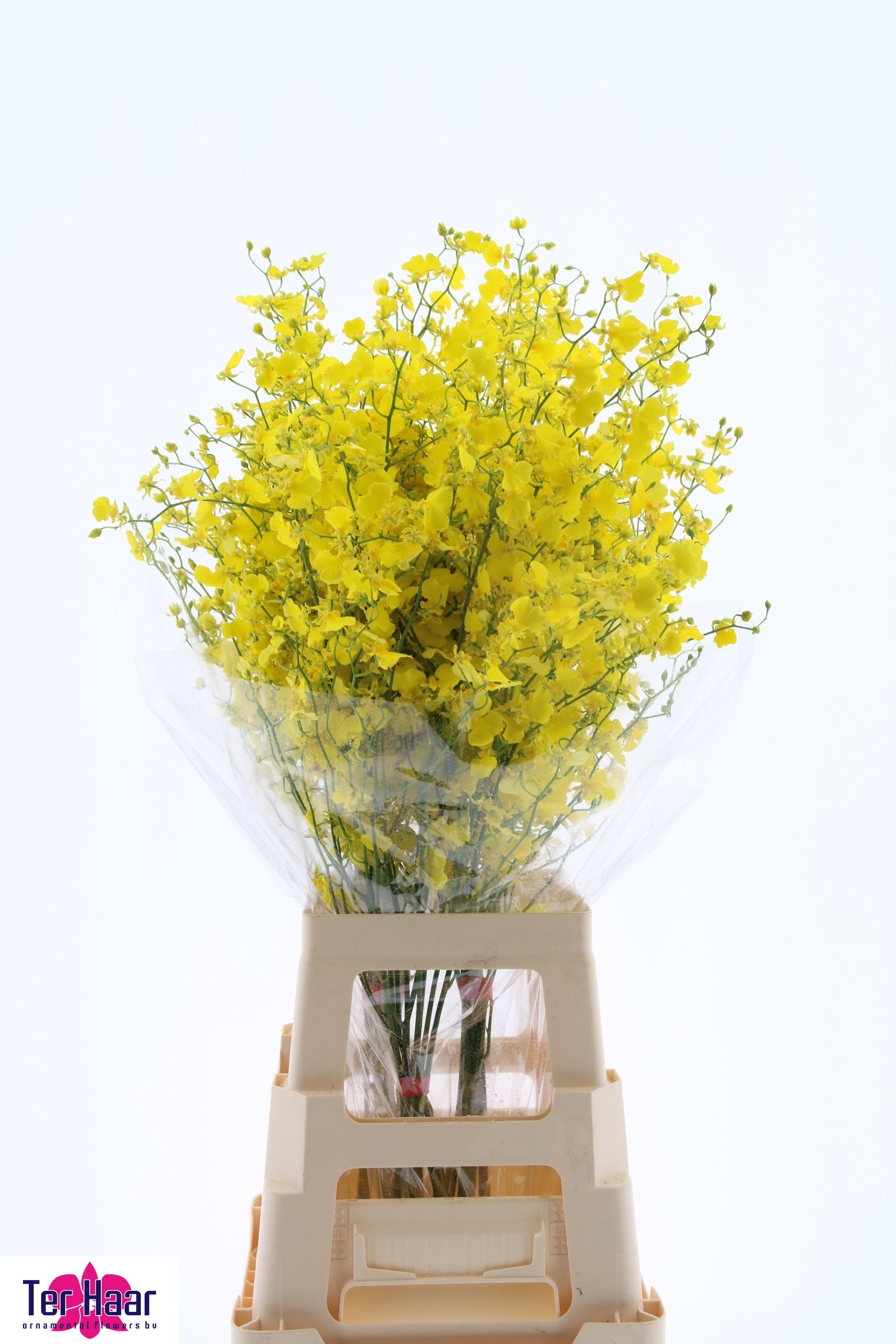 Oncidium Yellow 90cm