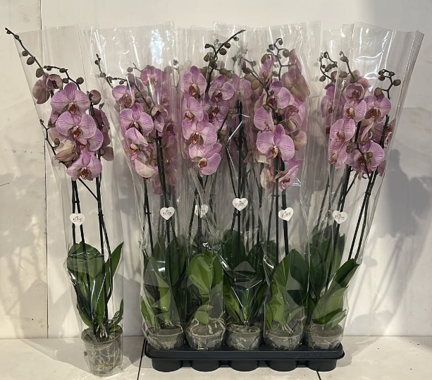 Phal Ov Roze 12Ø 85cm