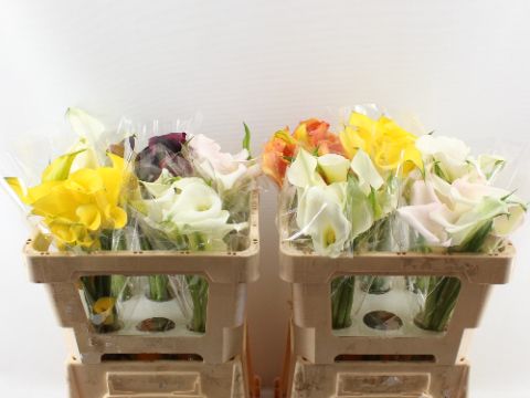 Calla Assorted 50cm