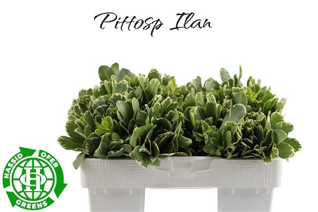 Pittosporum Ilan 35cm