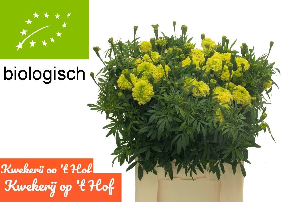 Tagetes Lime 70cm