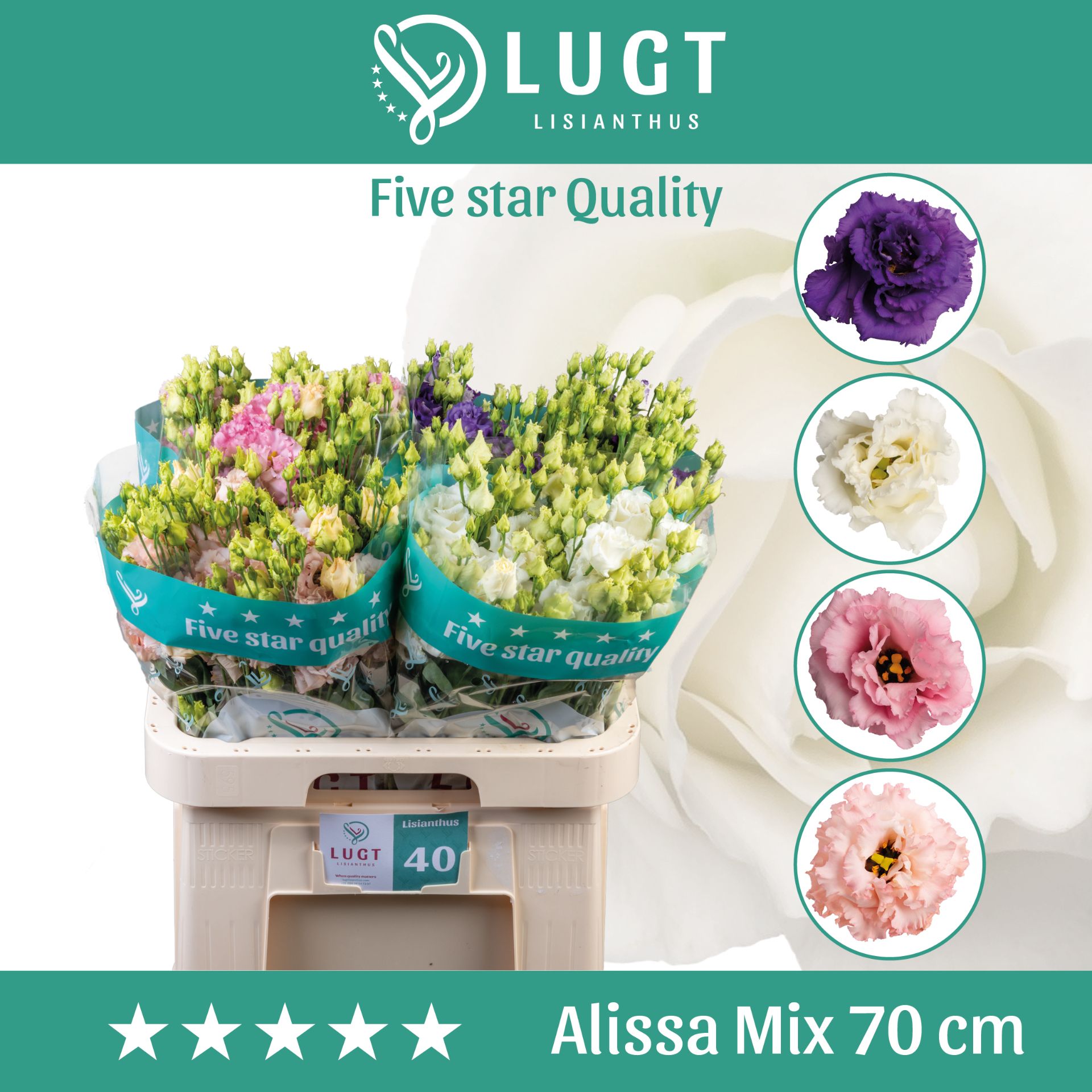Eus G Alissa Gem Fst