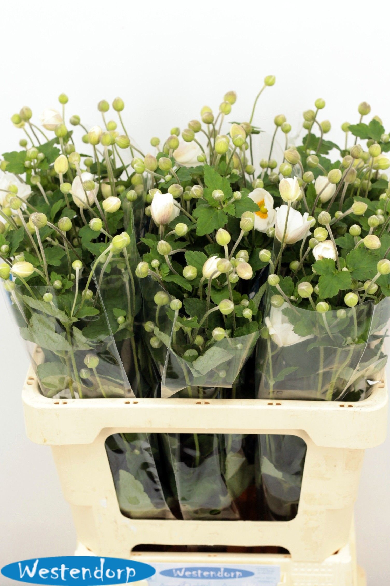 Anemone 60cm