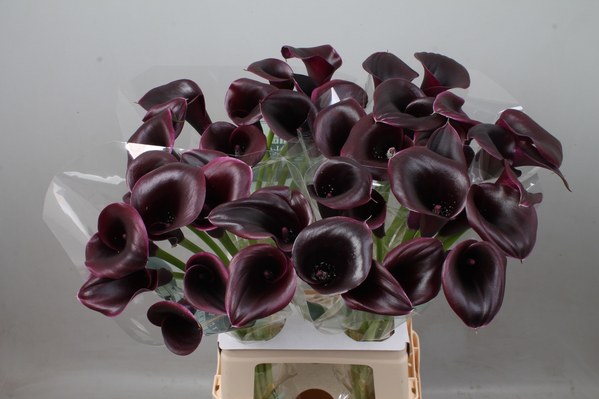 Calla Cantor 70cm