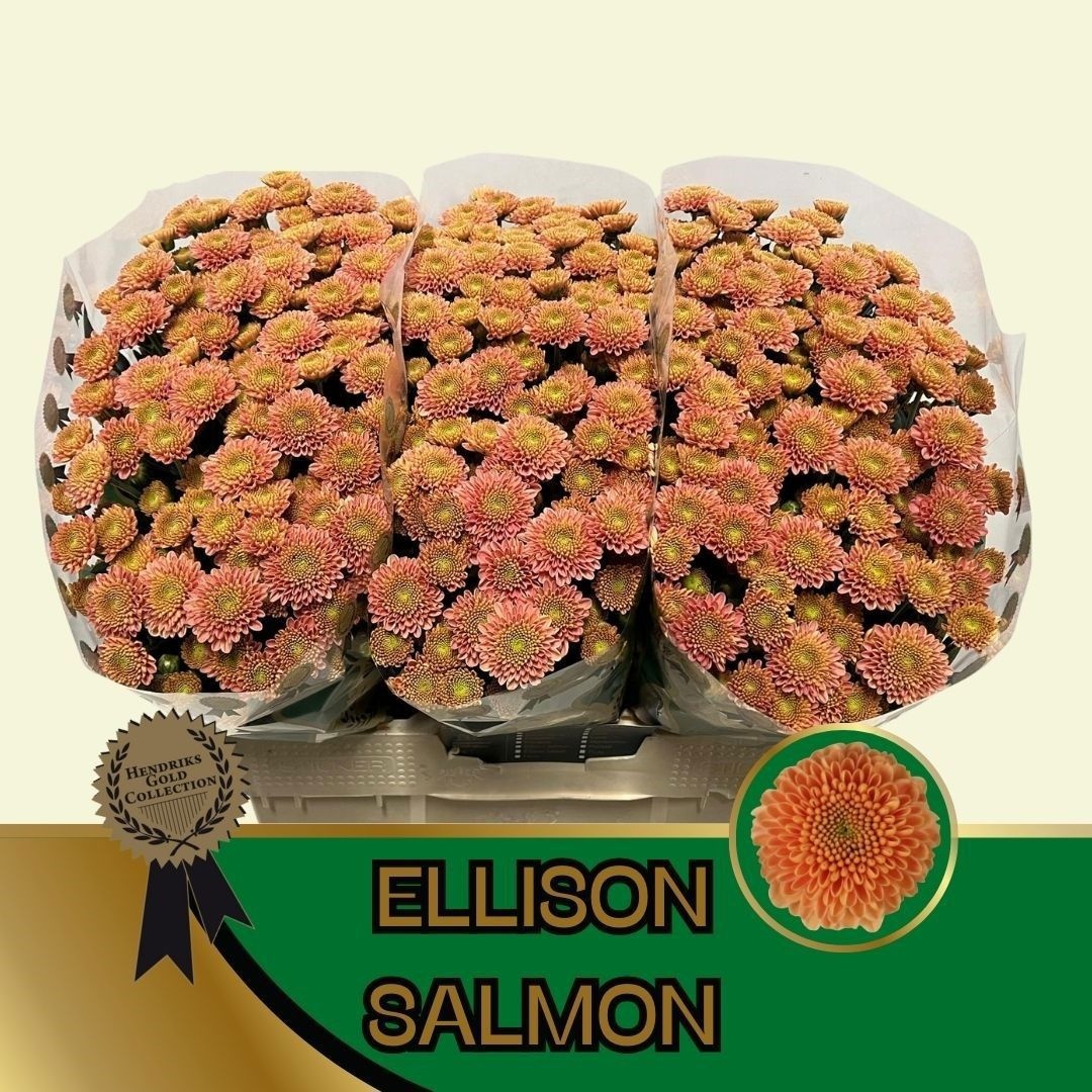 Chr San Ellison Salm