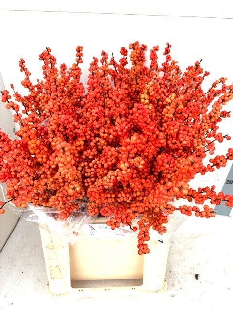 Ilex Winter Gold 70cm