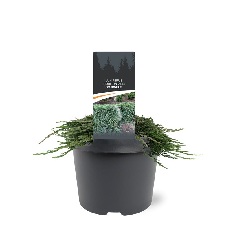 Picture of Juniperus horizontalis Pancake P19 (3 Ltr)