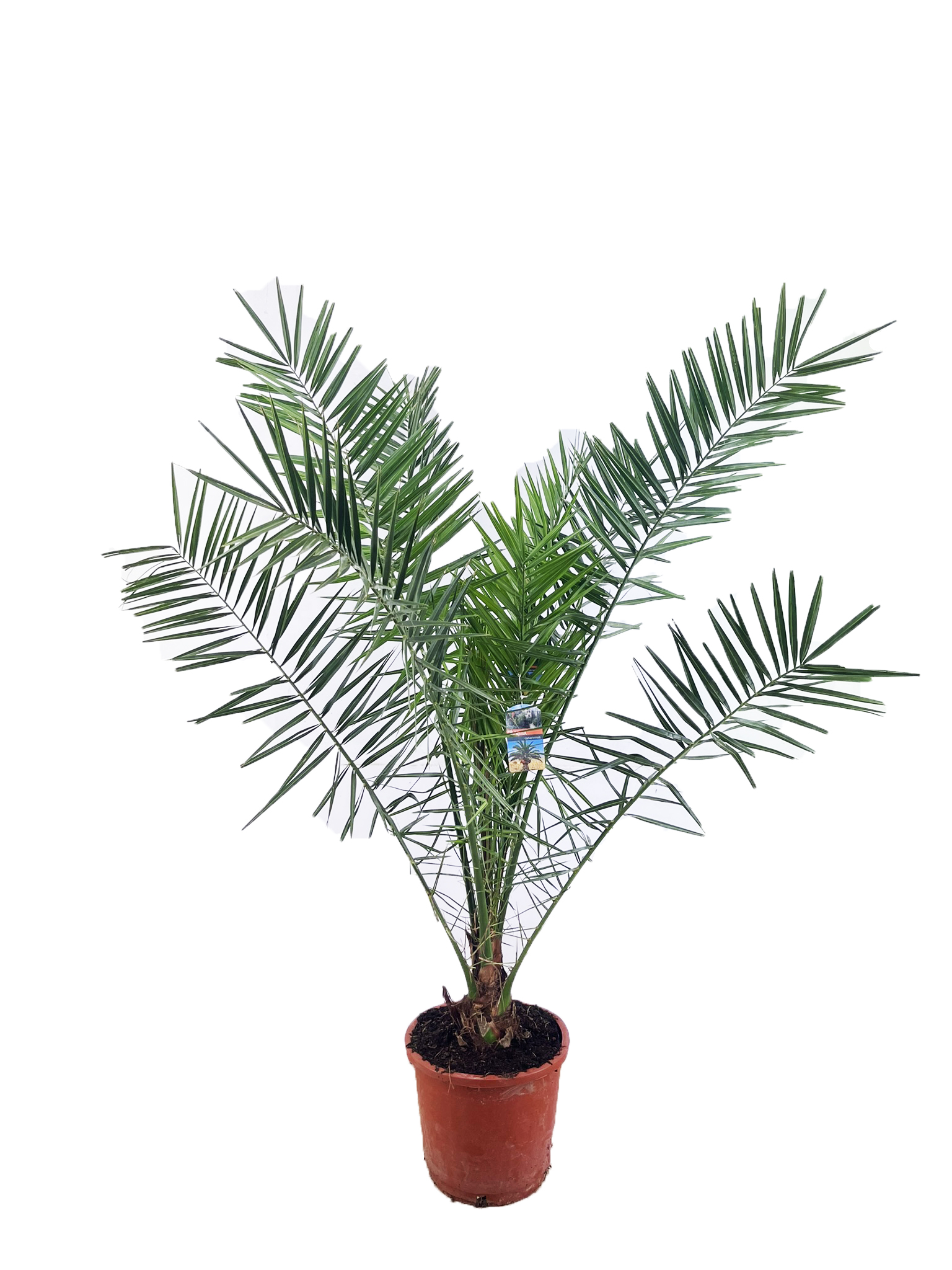 Picture of Phoenix canariensis P35