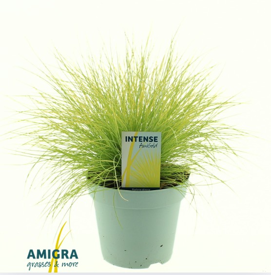 Picture of Festuca glauca AmiGold®