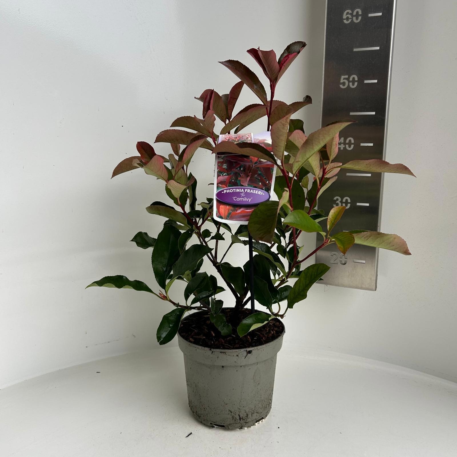 Picture of Photinia fraseri 'Camilvy’