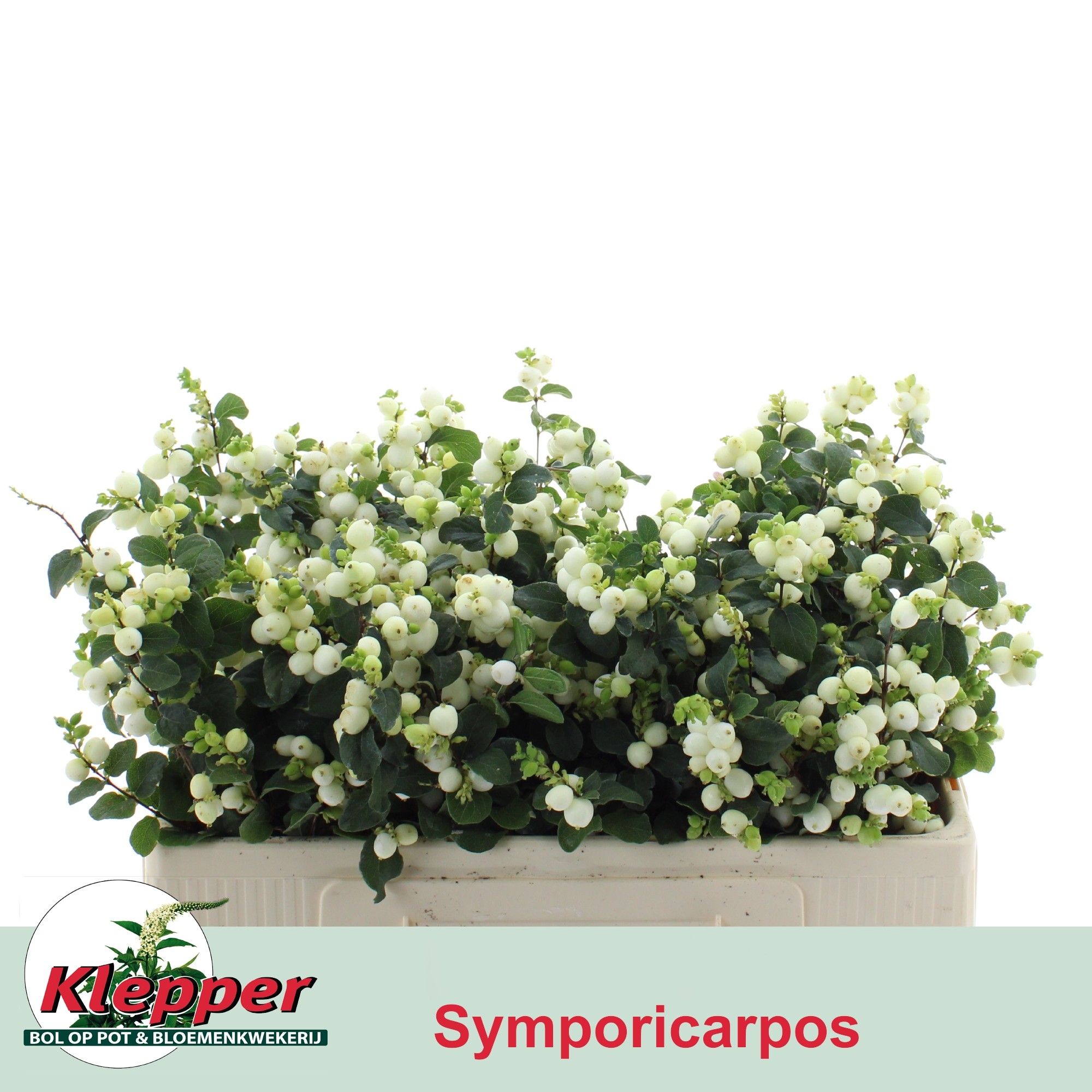 Sympho Mag Lemo Lime