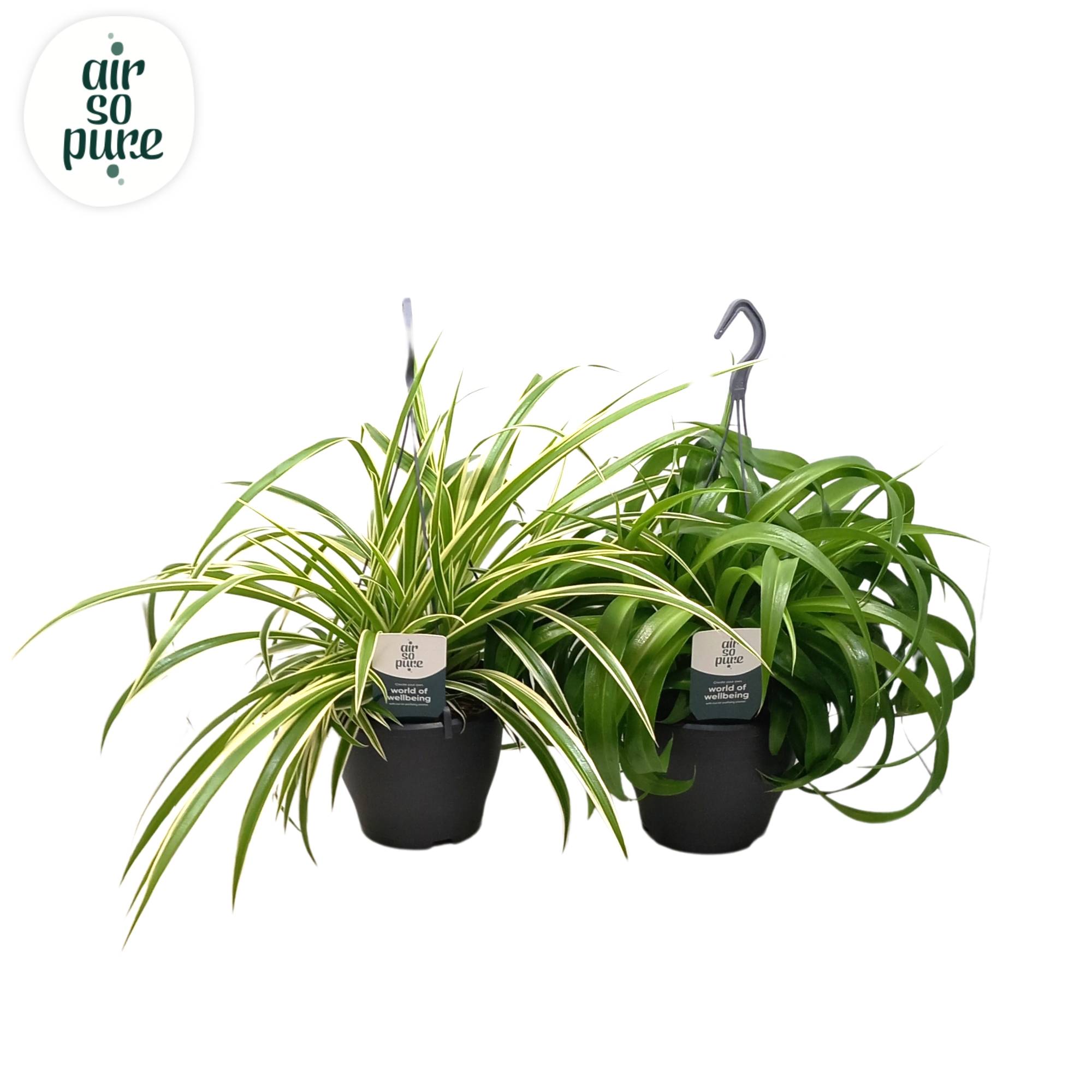 Picture of Chlorophytum comosum varieties Air So Pure P19 60CM