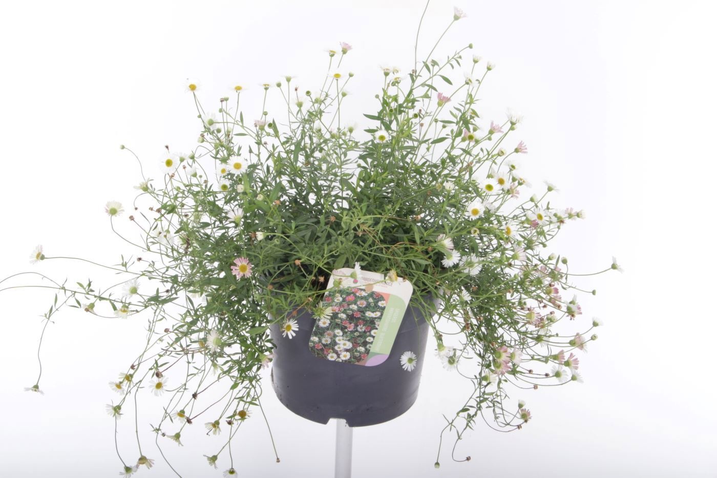 Erigeron karvinskianus 'Blütenmeer'