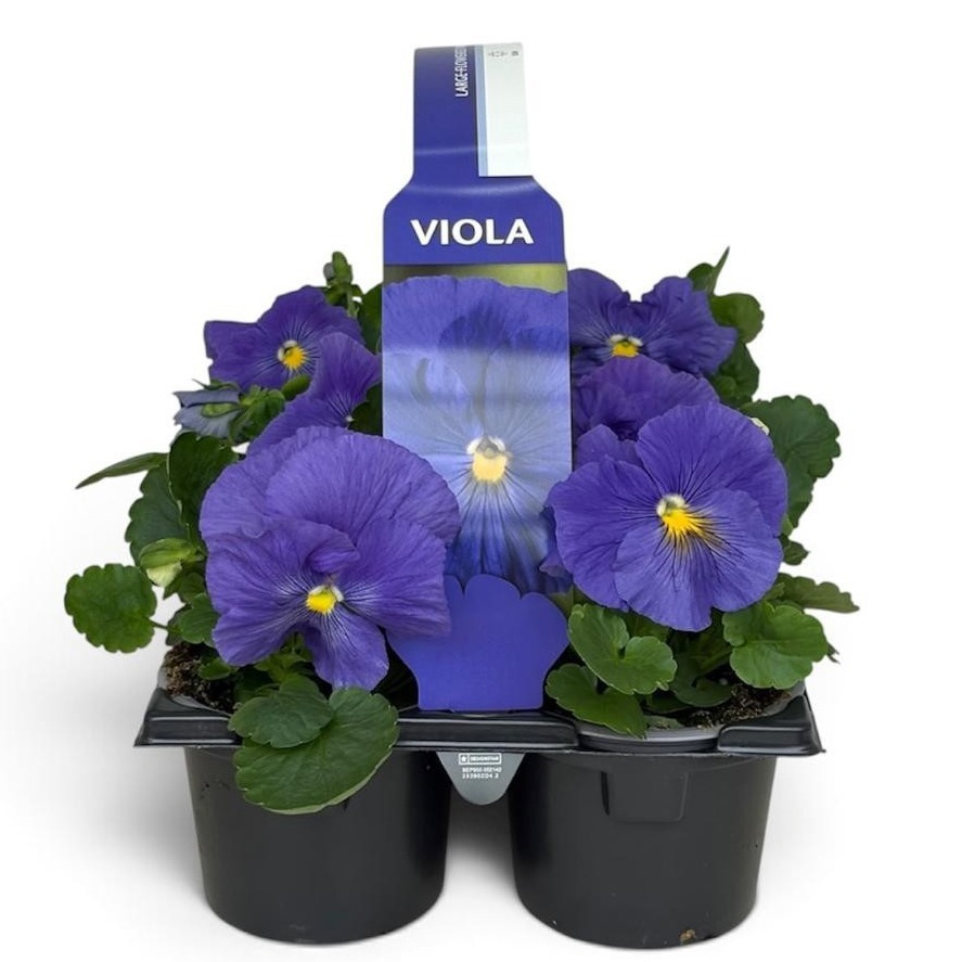 Viola Sixpack Viola F1 Clear True Blue