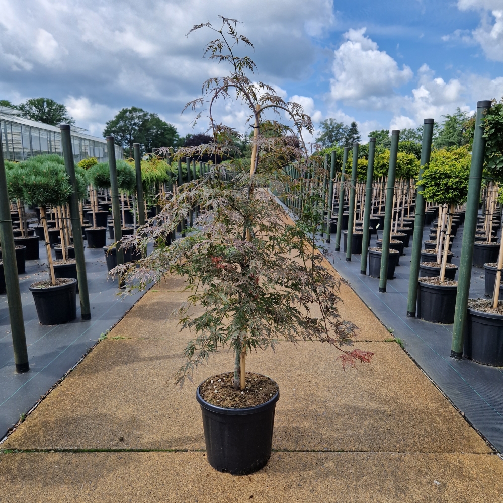 Picture of Acer palm. Orangeola C15 80/100 (LOOSE)