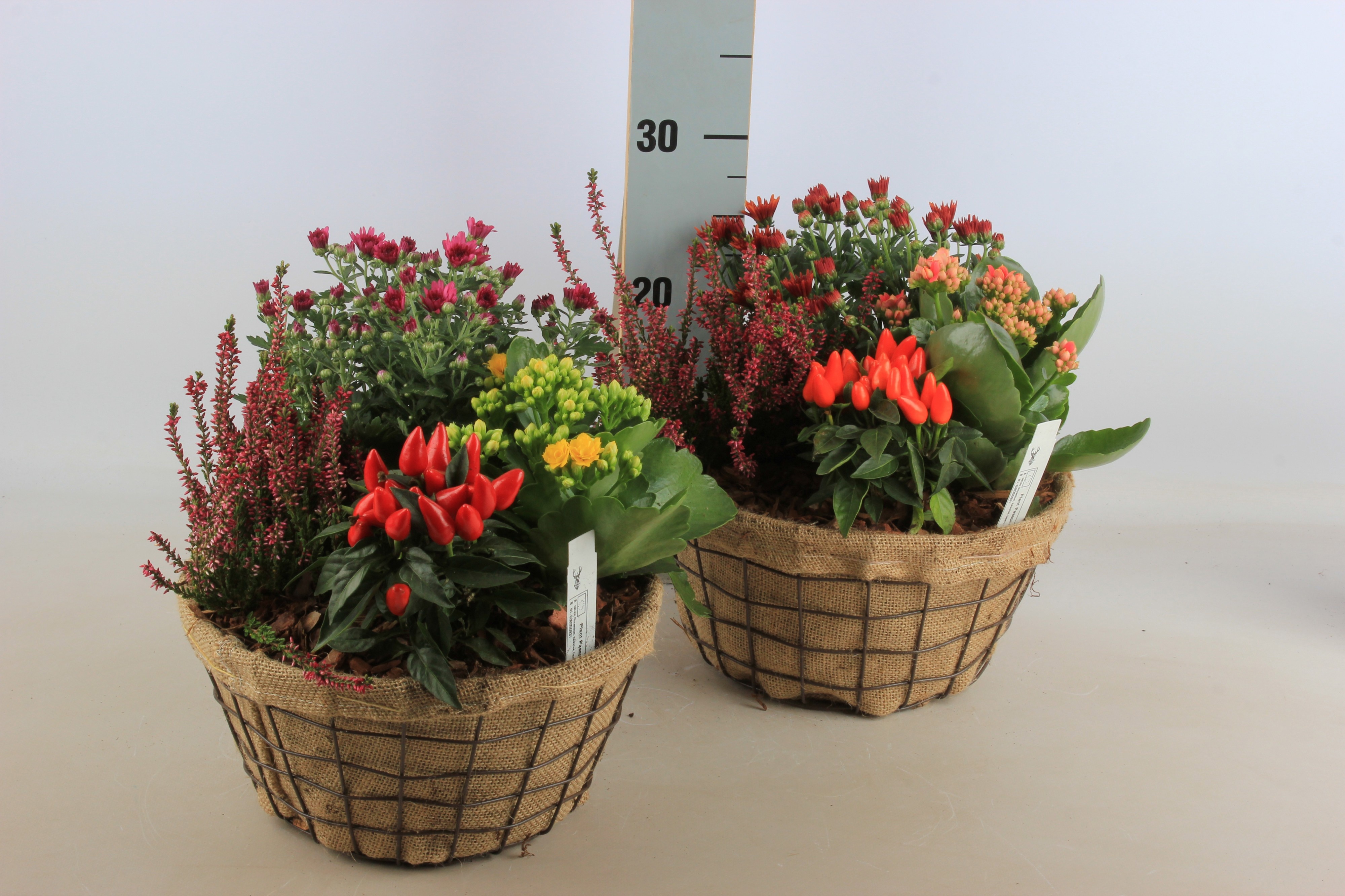 Arr Tuinplanten 25P 30cm 12bloei