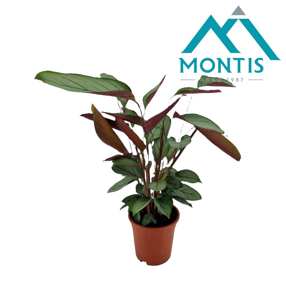 Picture of Ctenanthe setosa P17 (2 Ltr) 55CM