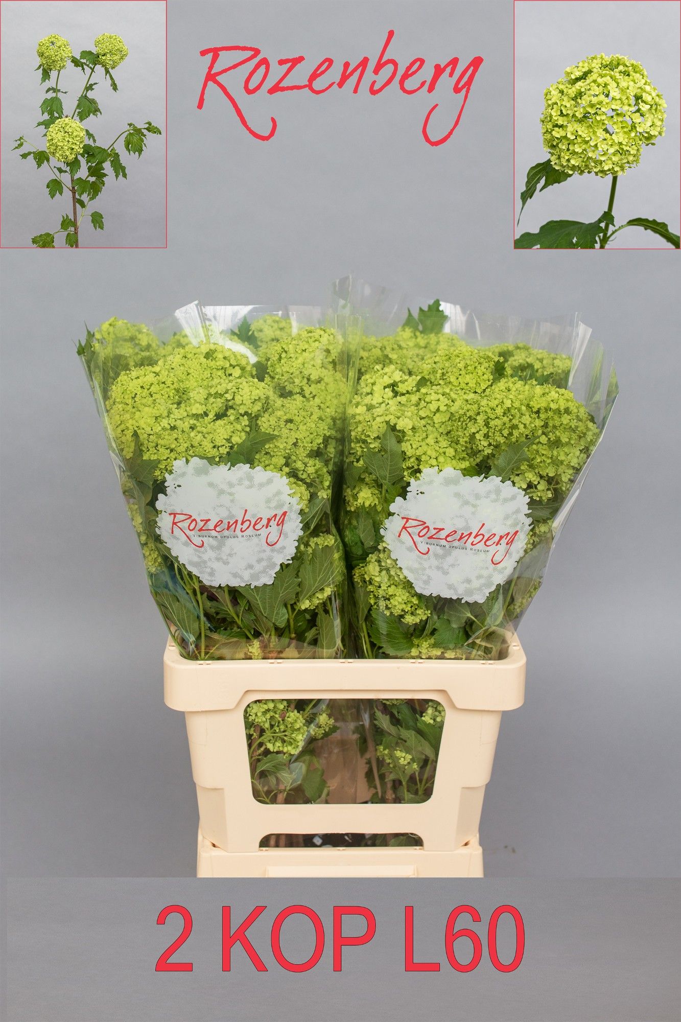 Viburnum Roseum 60cm 2