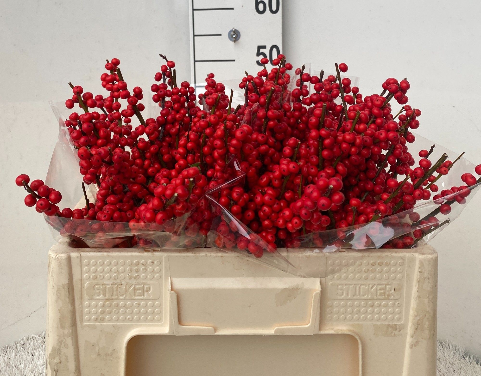 Ilex Verticlilata 50cm
