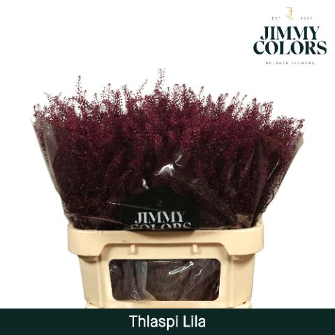 Thlaspi Gekleurd Lila