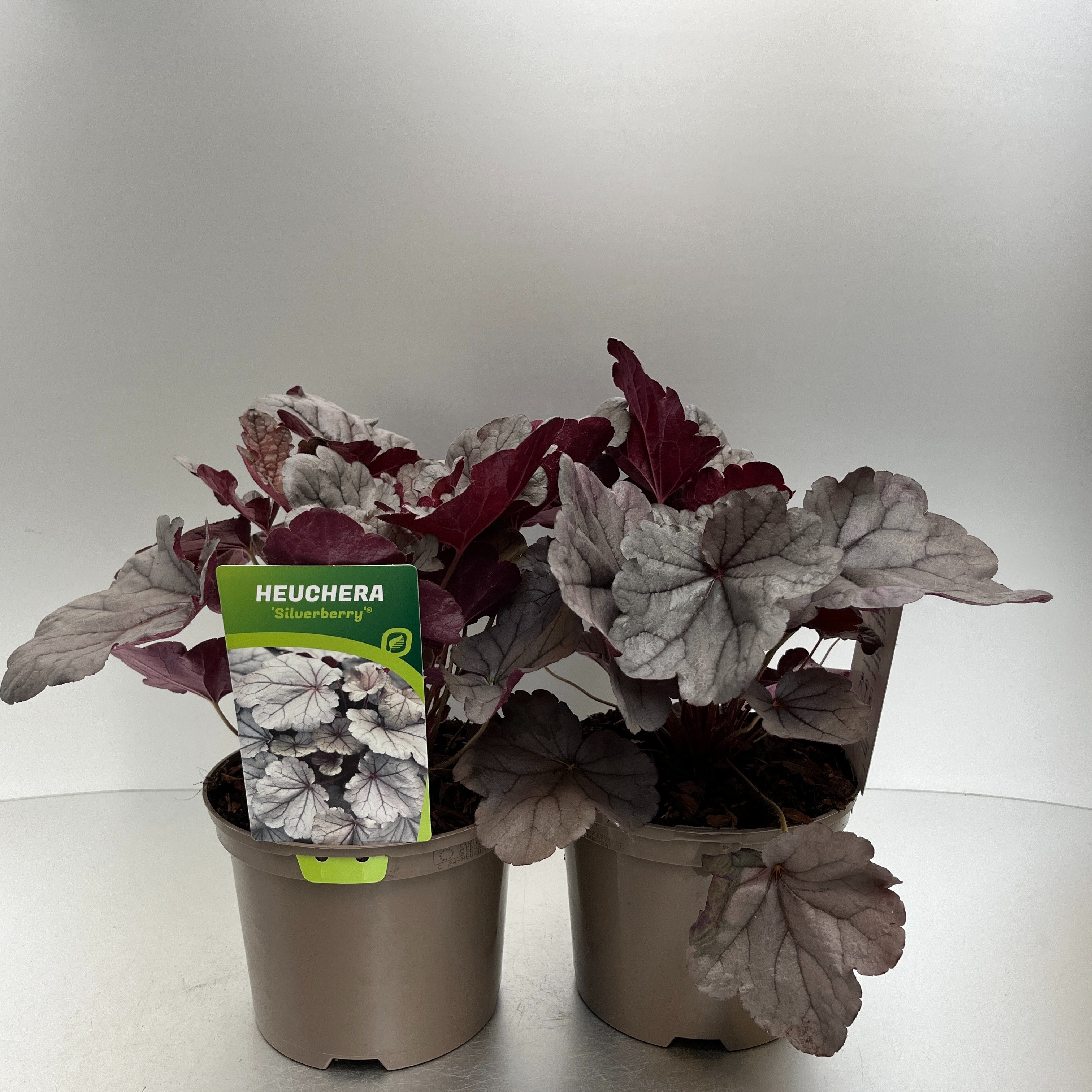 Picture of Heuchera Silverberry P17 (2 Ltr)