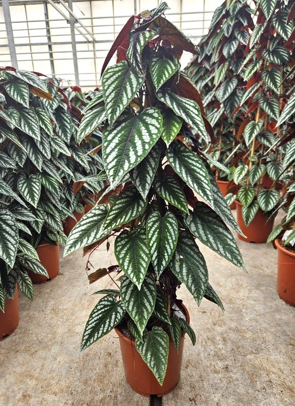 Picture of Cissus discolor piramide P24 100CM (LOOSE)