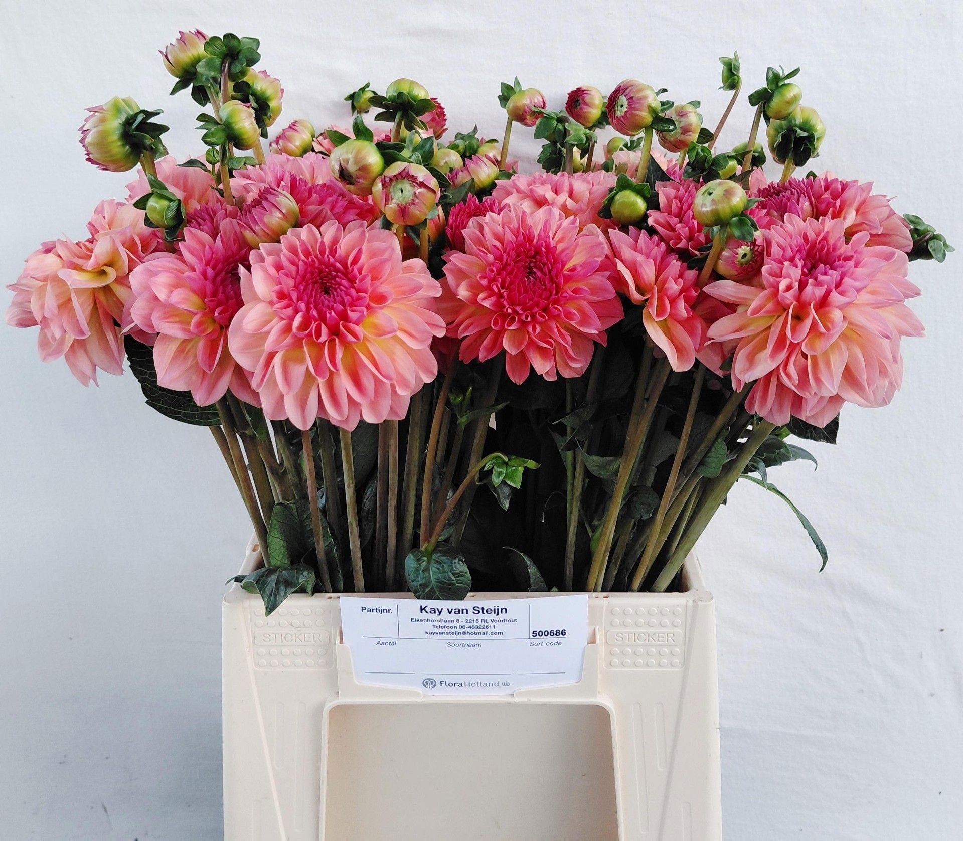 Dahlia 40cm