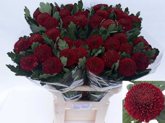 Chrys Single Kiev Dark 80cm 85gram