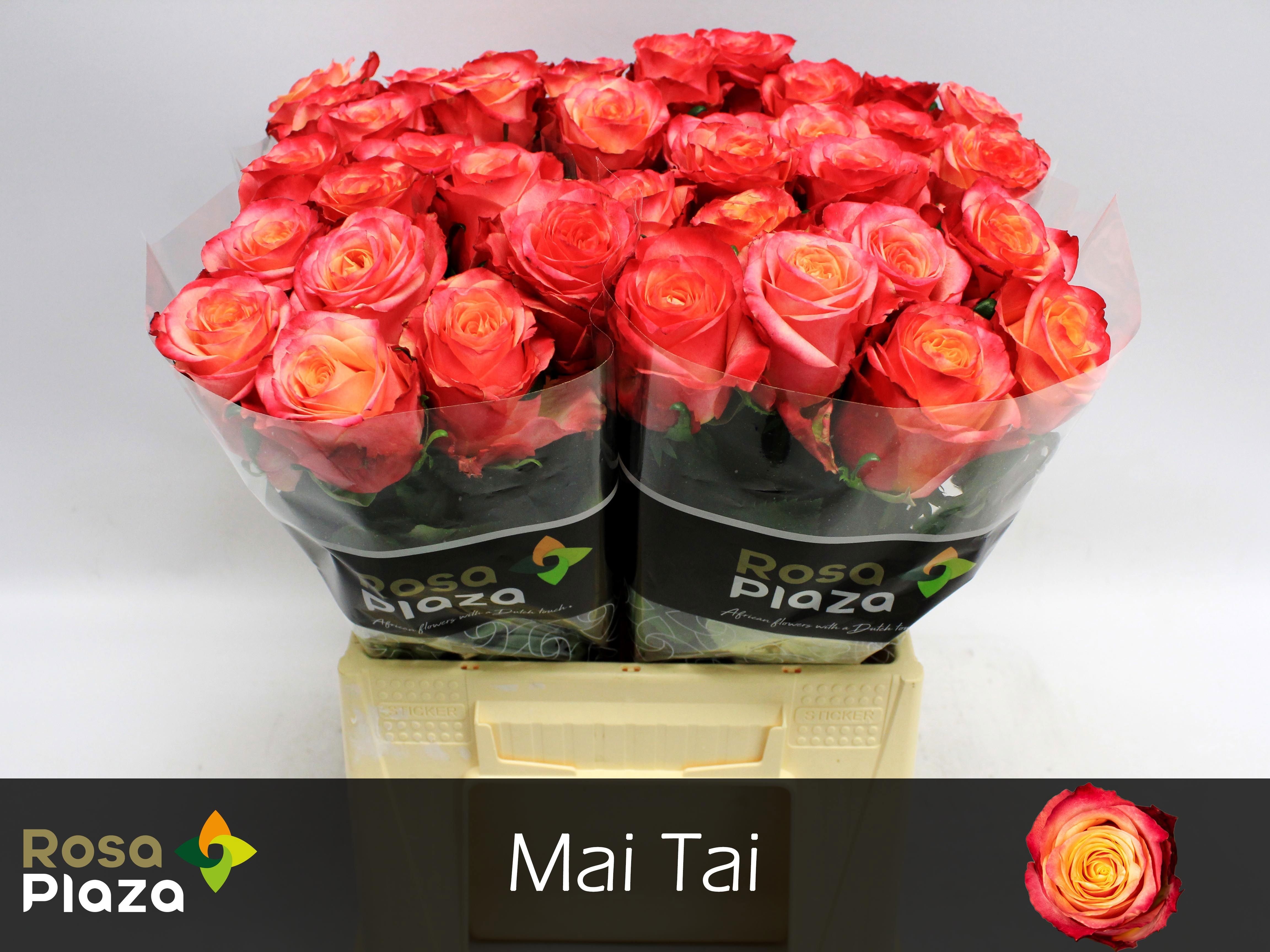 R Gr Mai Tai