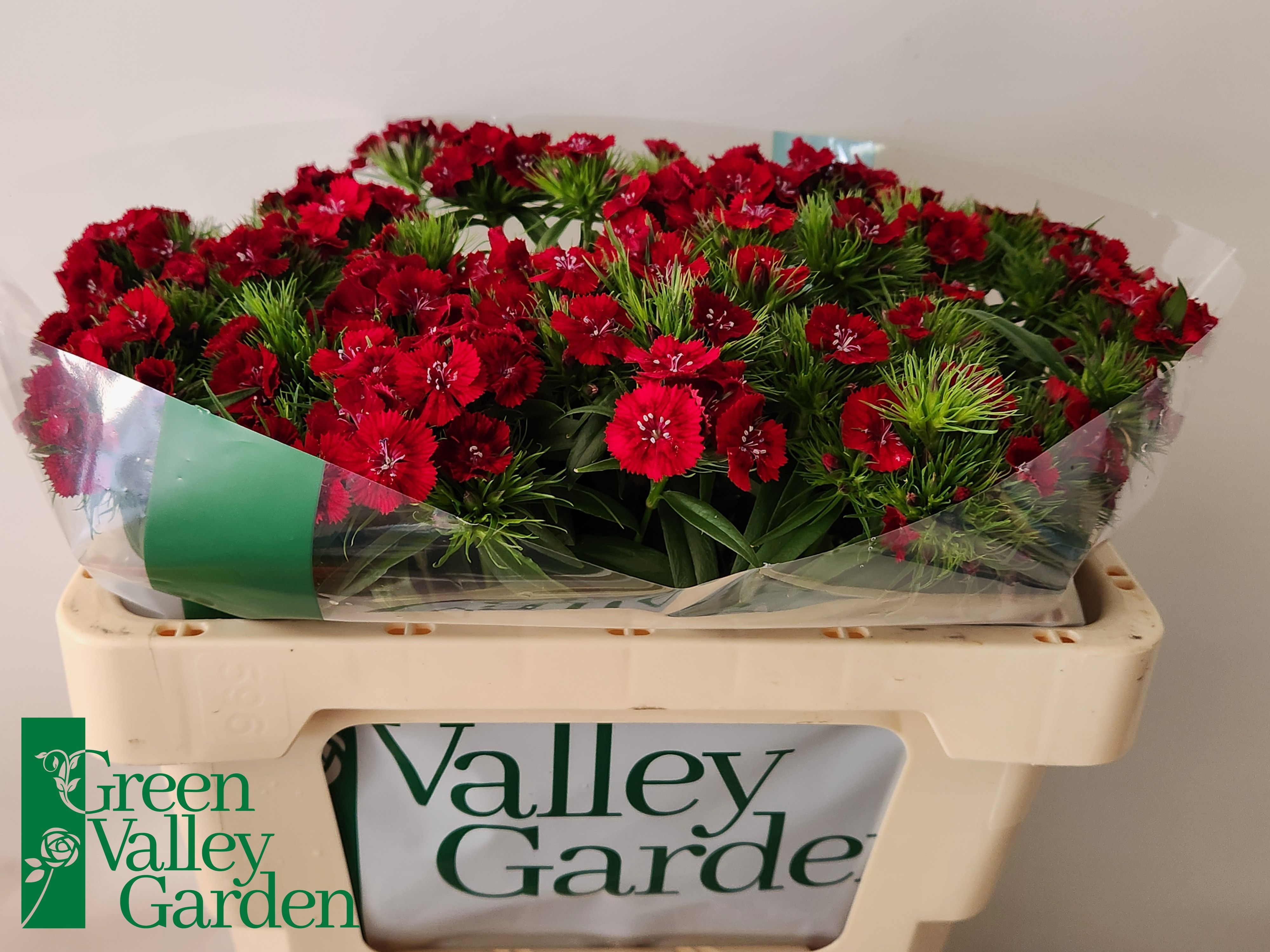 Dianthus Barb Red 50cm