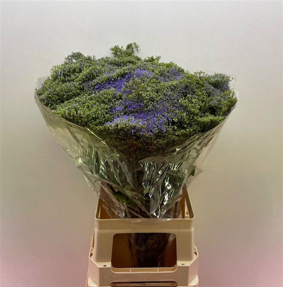 Trachelium Blue Shine 60cm