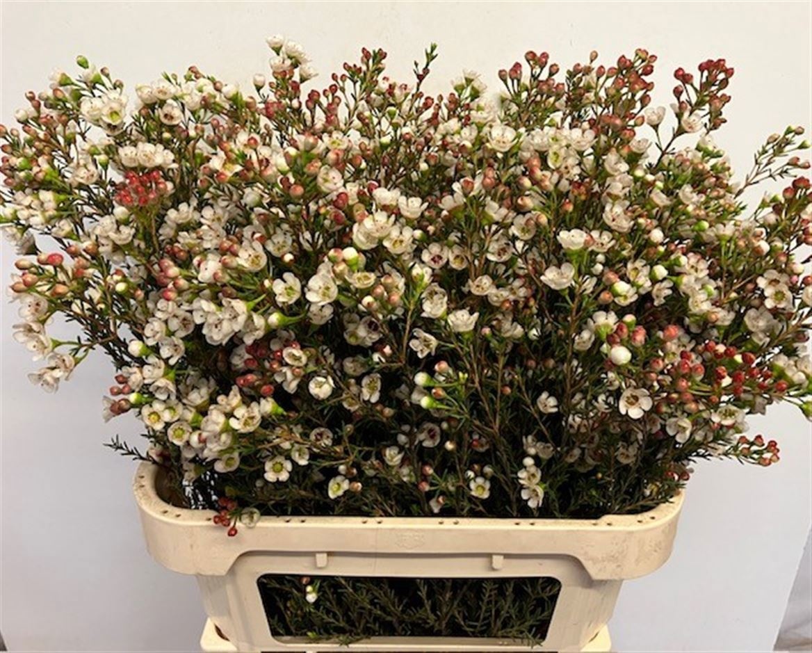 Chame Yarden 80cm 45gram