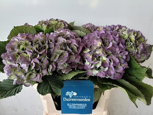 Hydrangea Verena Classic Blue 70cm 19Ø