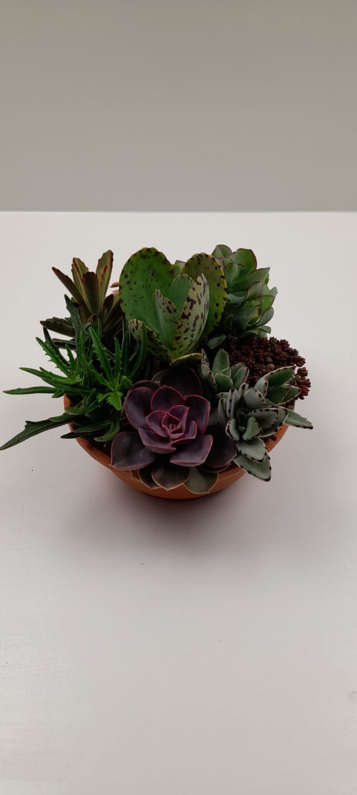 Succulenten Overig 20Ø 20cm