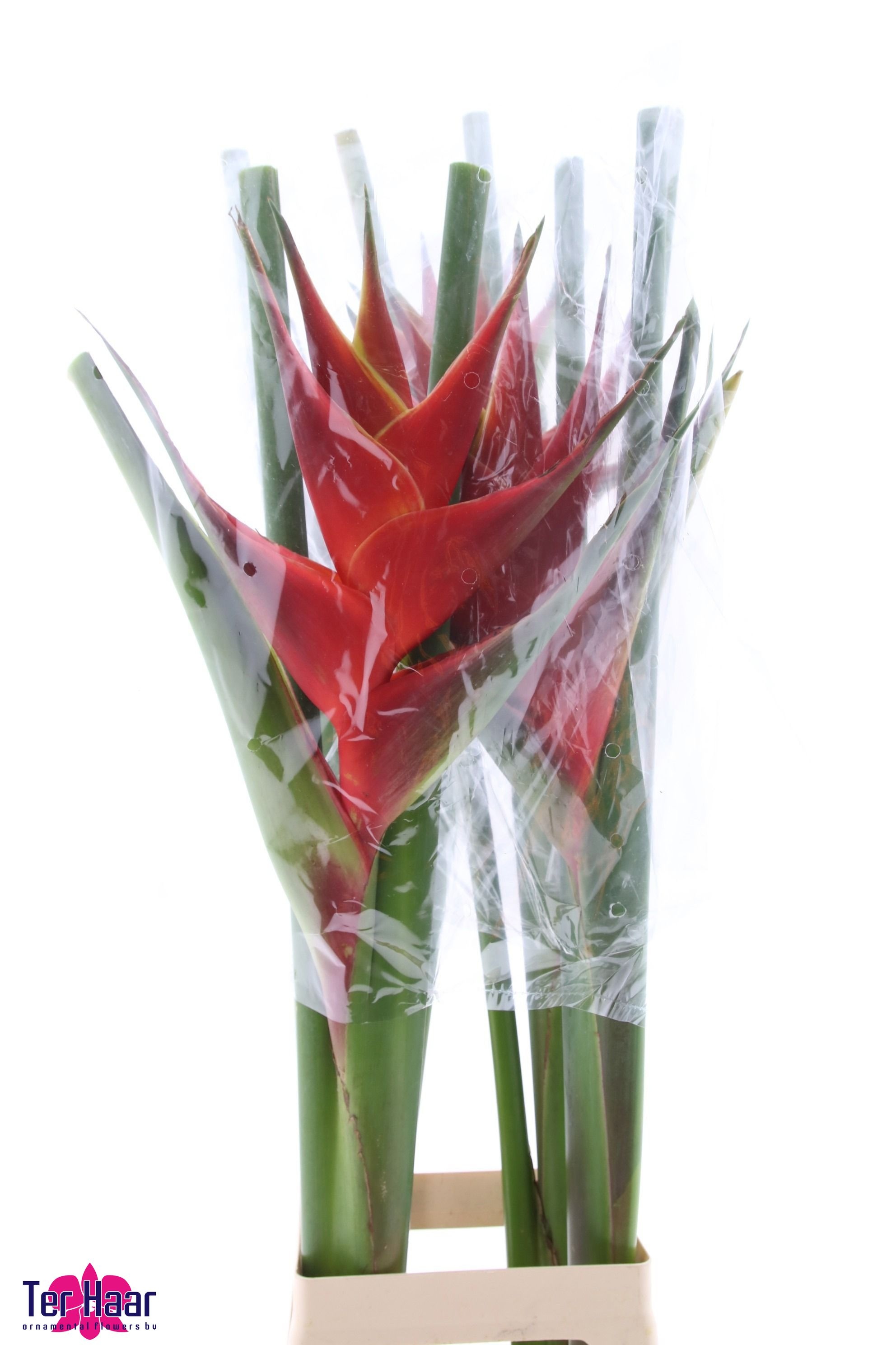 Heliconia Purpurea 100cm