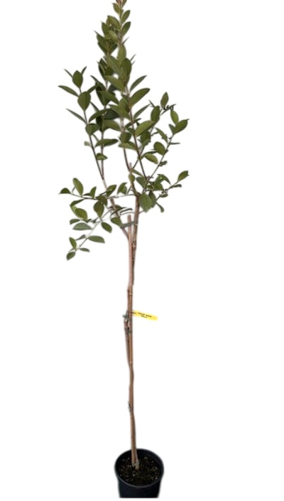 Psidium littorale Golden