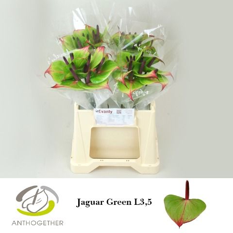 Anth Jaguar Green