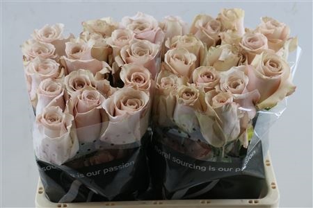 Rosa Quicksand 50cm