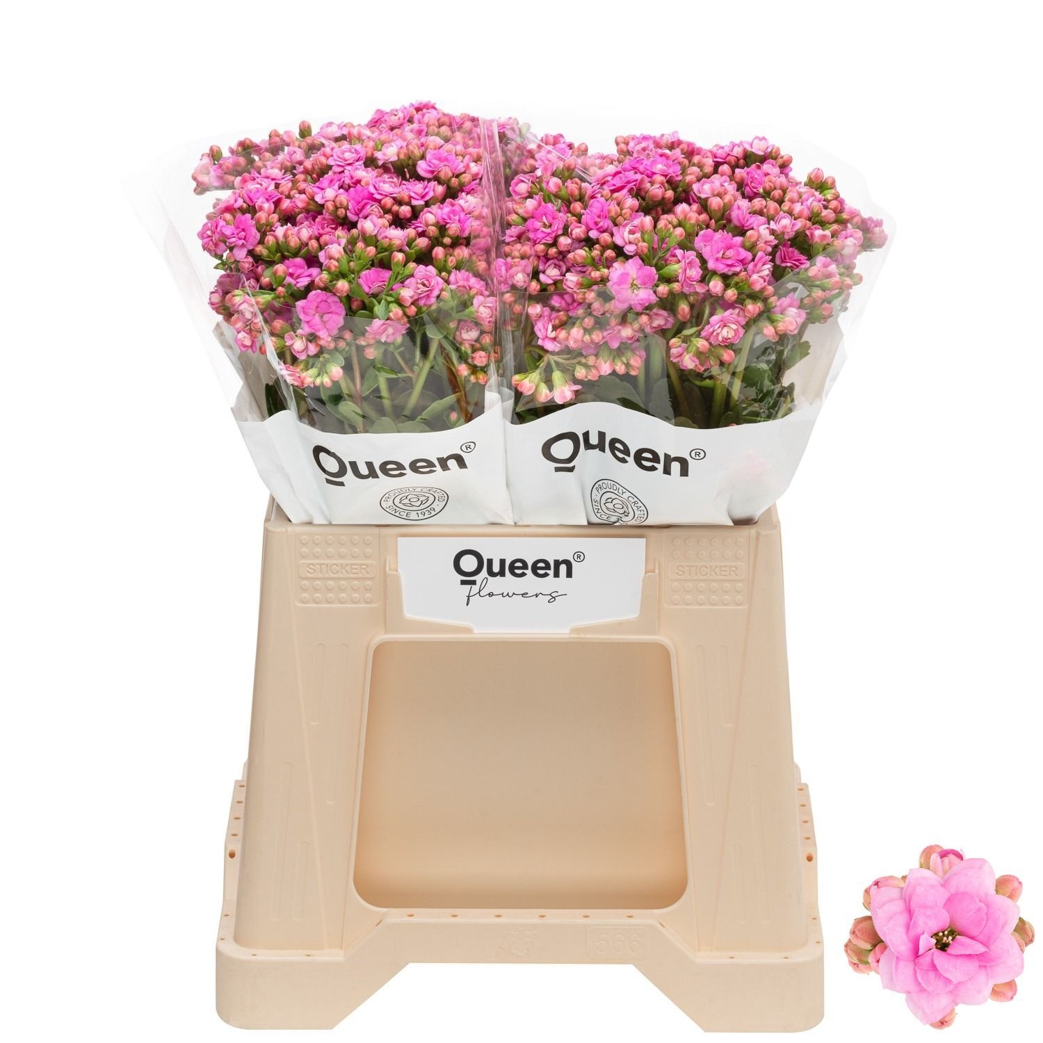 Kal Taffy Pin Meadow 40cm