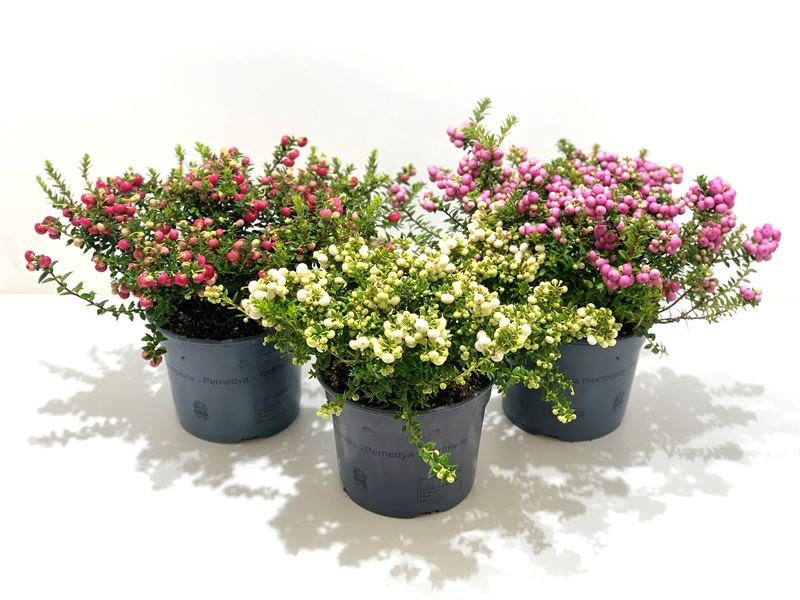 Picture of Gaultheria mucronata in varieties P17 (2 Ltr)