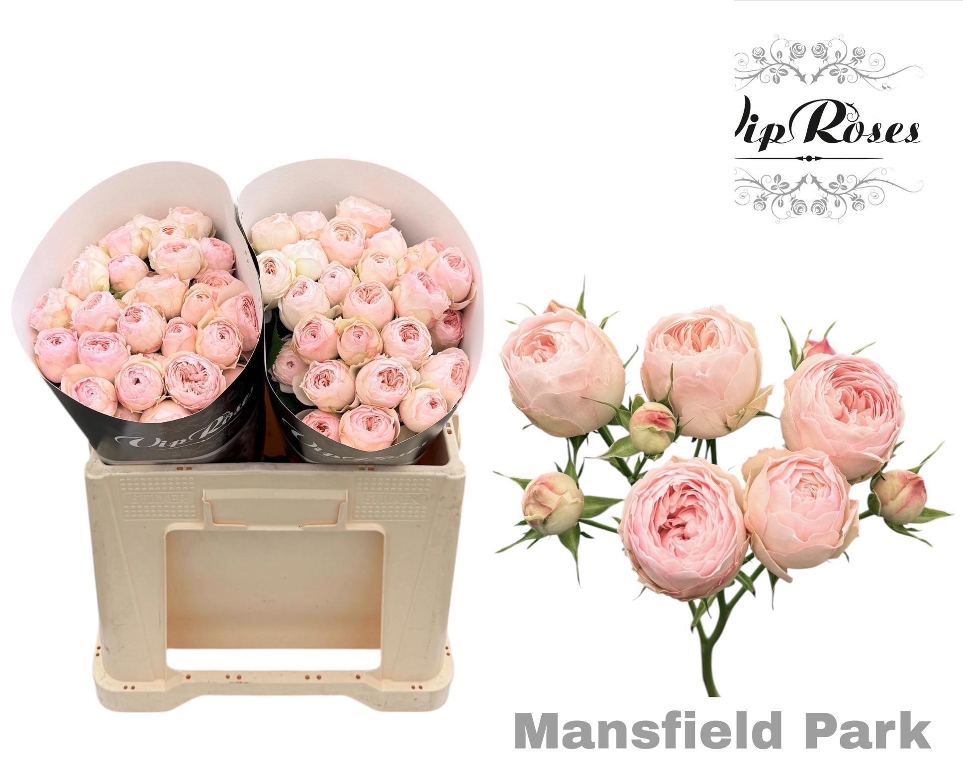 R Tr Mansfield Park